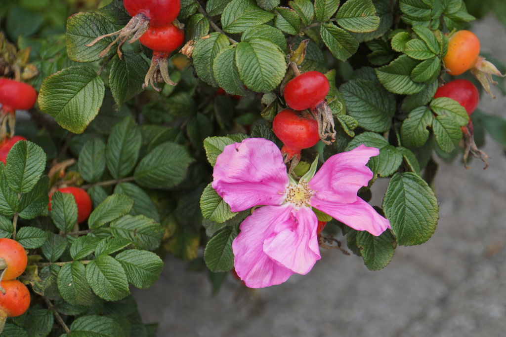ハマナスの花と実
