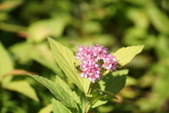 可愛いから写してしまいました