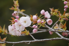 一葉桜