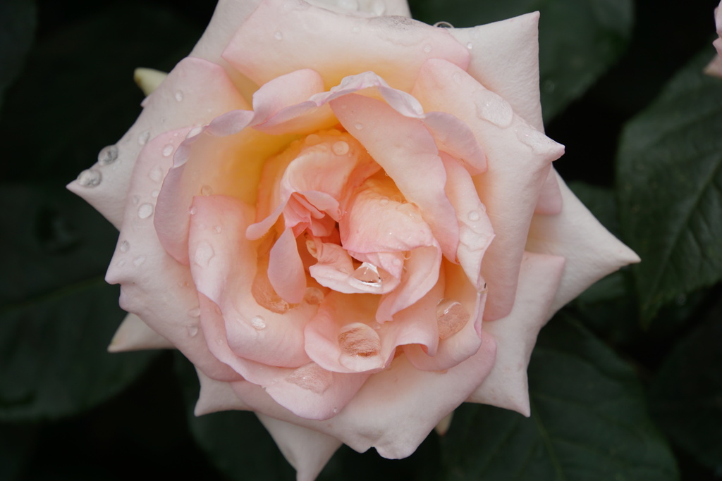 みちこさま色違い