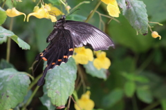 サロベツの蝶々