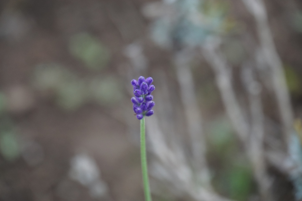 生き残ったラベンダー