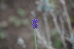 生き残ったラベンダー