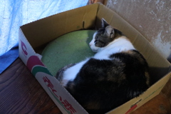 次女の子（第１子）ミッフィーちゃん９歳