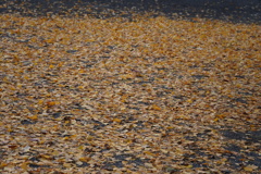 黄色カーペット