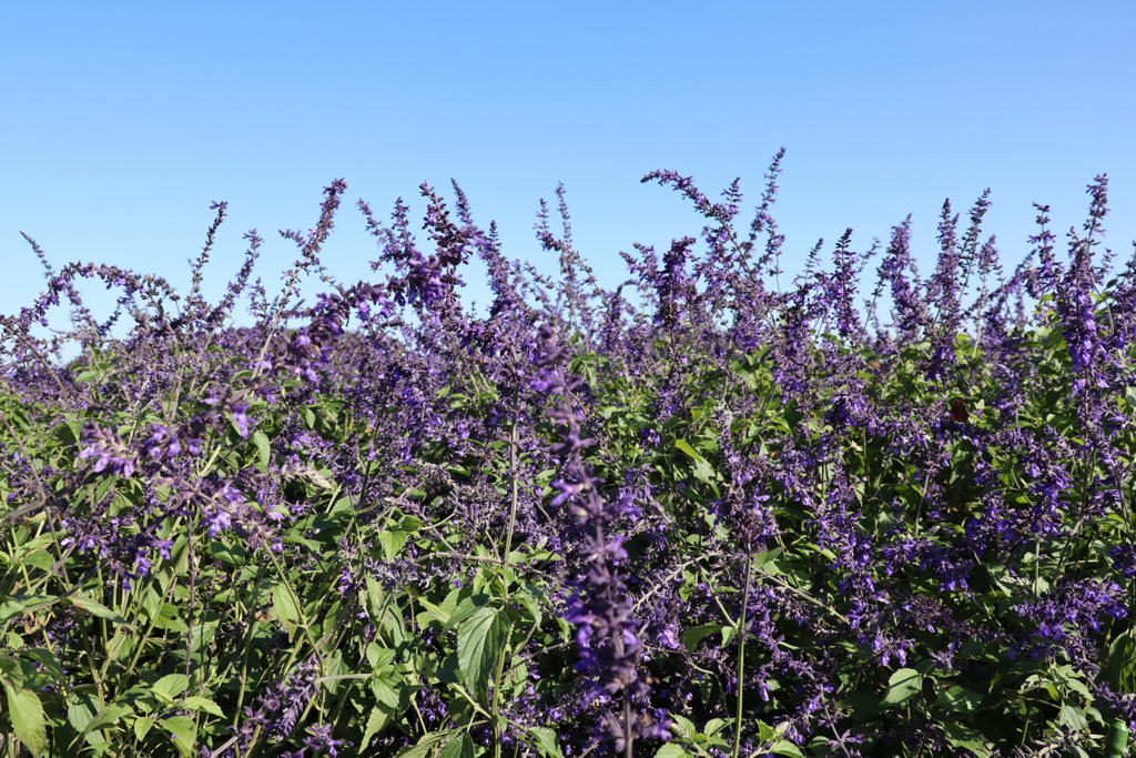 アメジストセージ