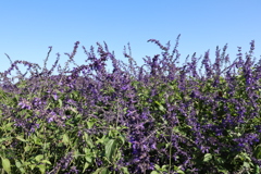 アメジストセージ