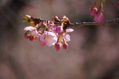 伊勢崎の河津桜
