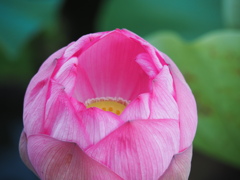 蓮の花１７蓮の花１７