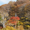 斑尾の紅葉２