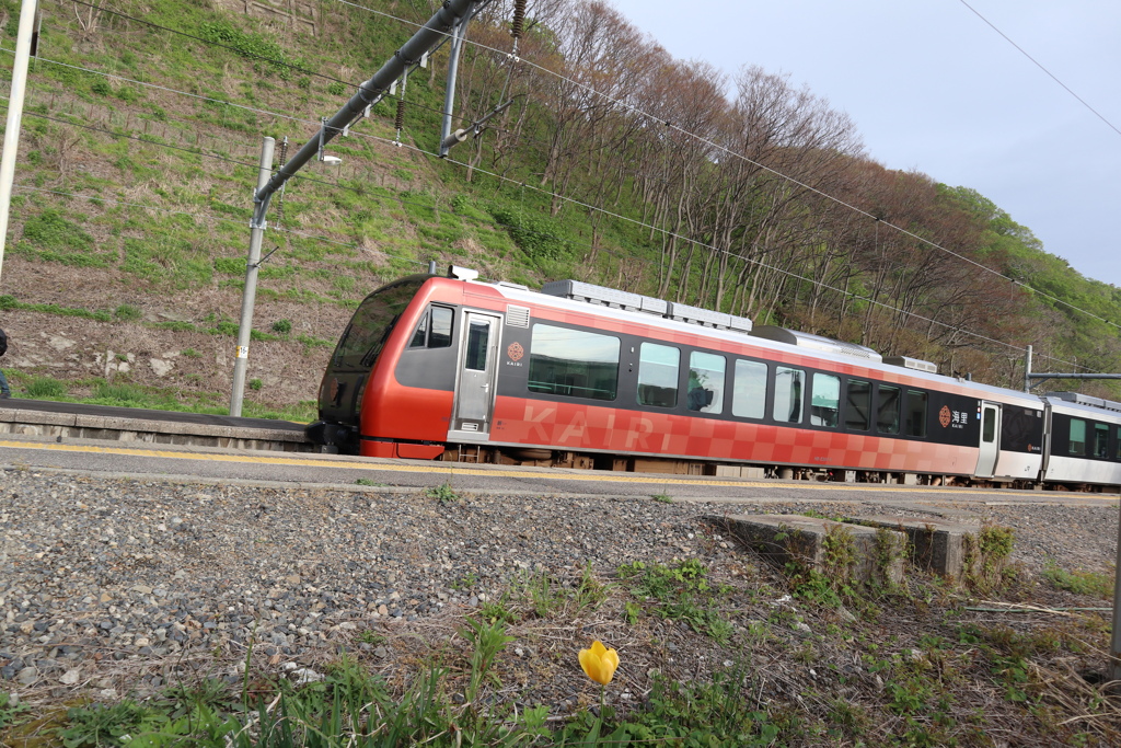 チューリップの見た観光列車