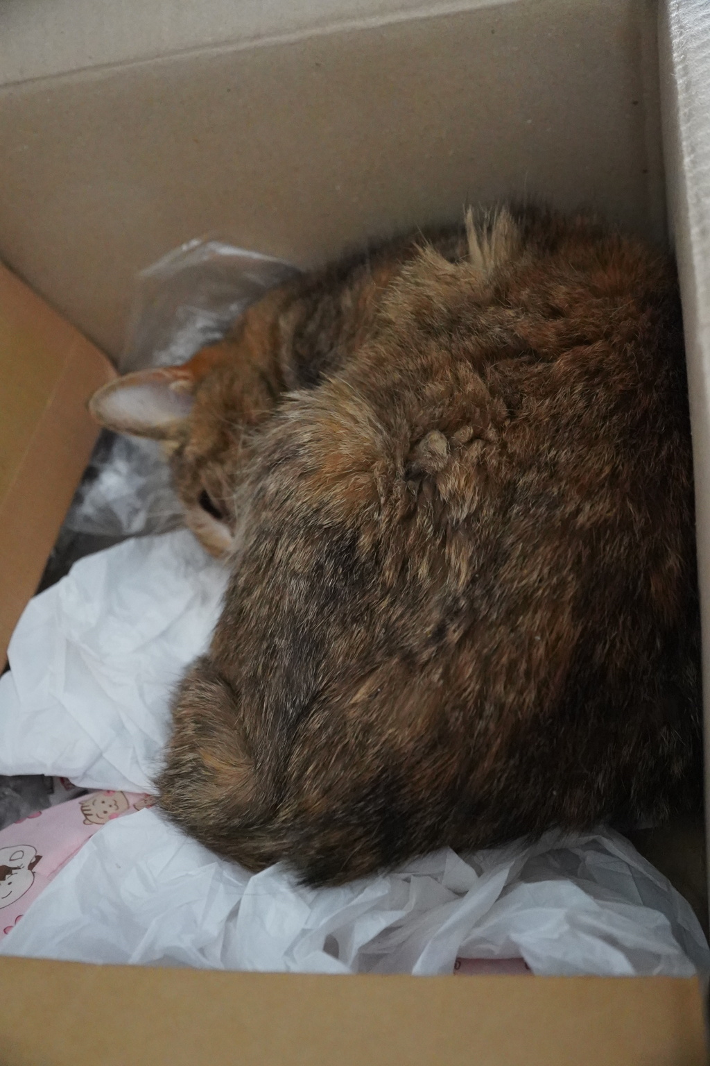 愛猫タマちゃん二十歳の昼寝