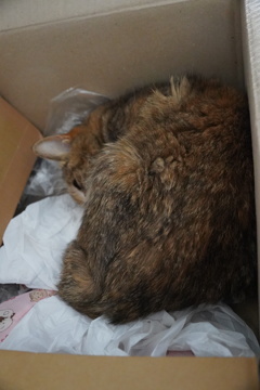 愛猫タマちゃん二十歳の昼寝