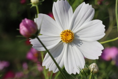 純白秋桜
