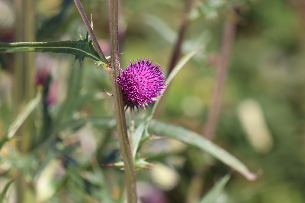 アザミかな？