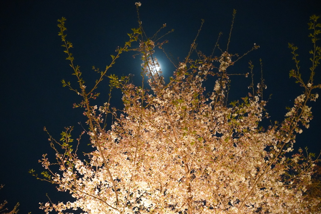 夜桜と月