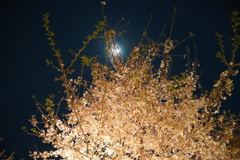 夜桜と月