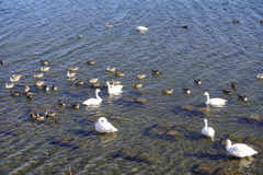 水鳥の楽園