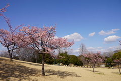 晴天の雲の流れに河津桜