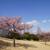 晴天の雲の流れに河津桜
