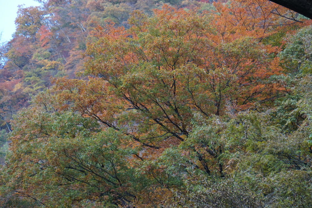 碓氷峠の紅葉