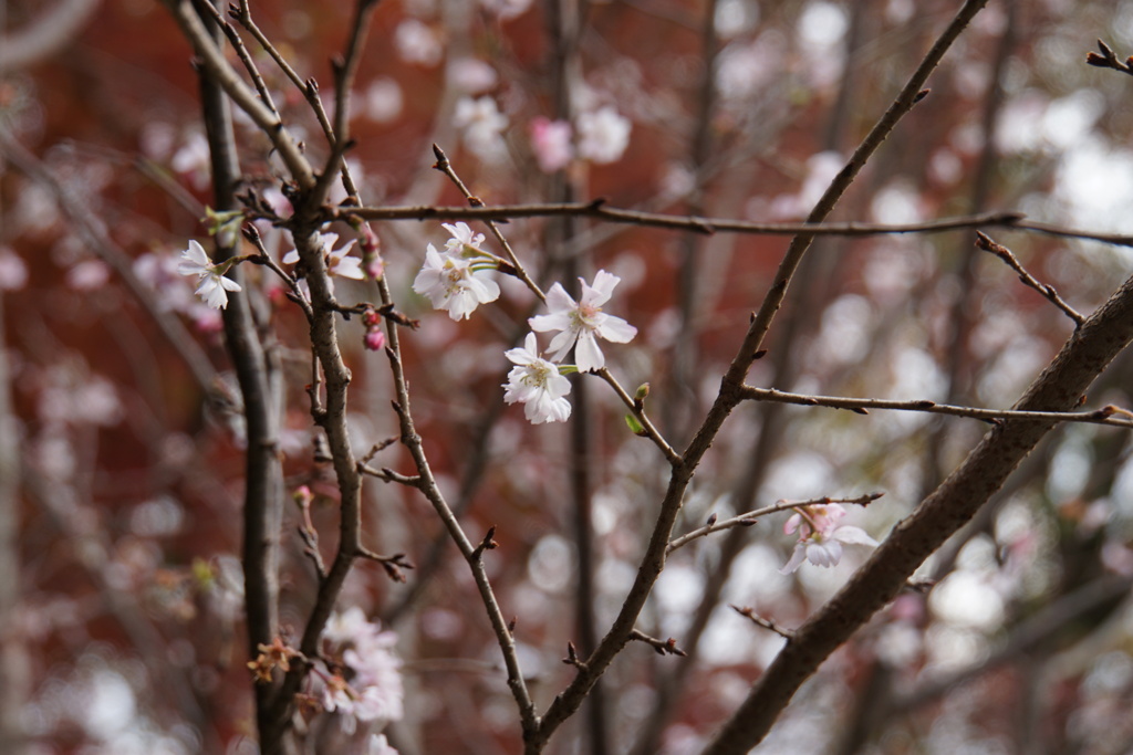 師走の１０月桜