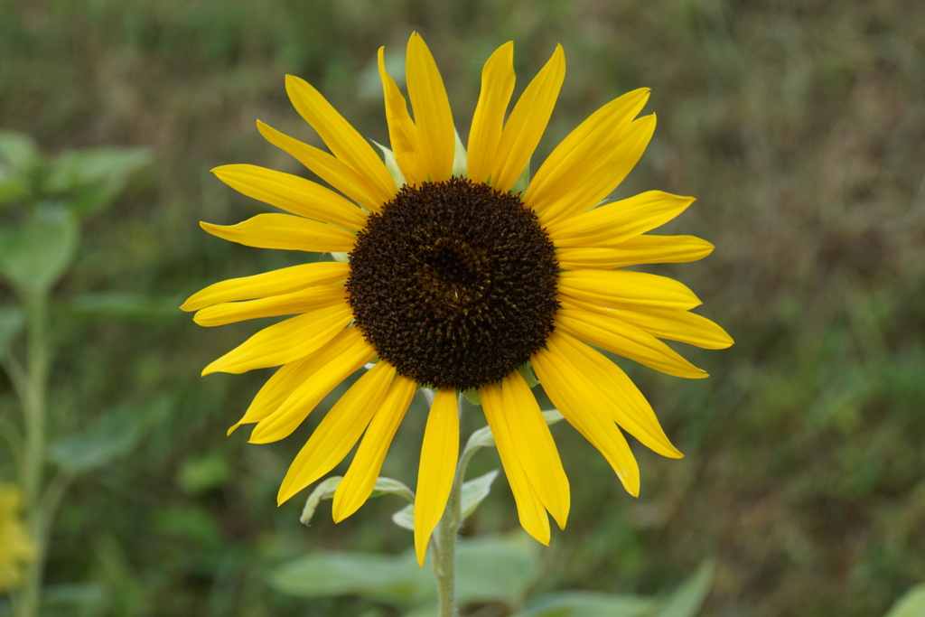 富良野のひまわり