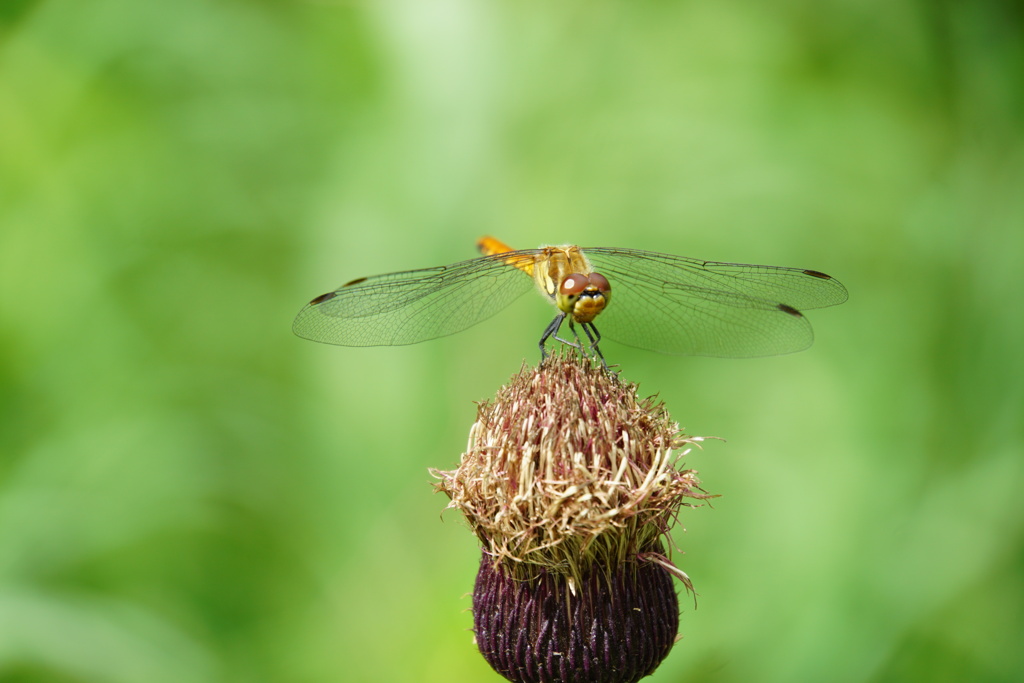 もう立秋過ぎたのね