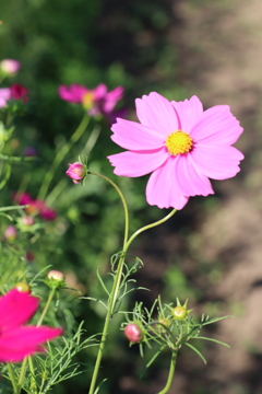 コスモス
