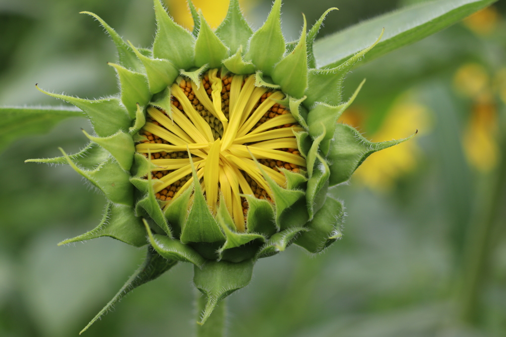 これから元気に咲くぞ