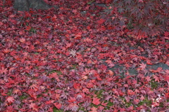 一面紅葉の絨毯