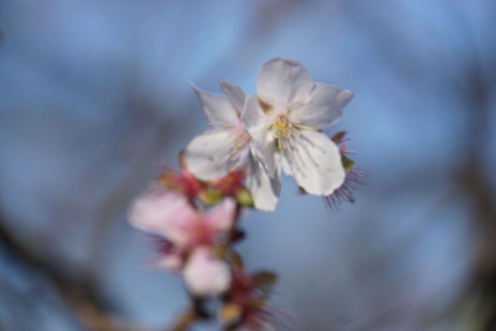 冬桜
