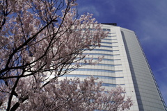 桜と市役所