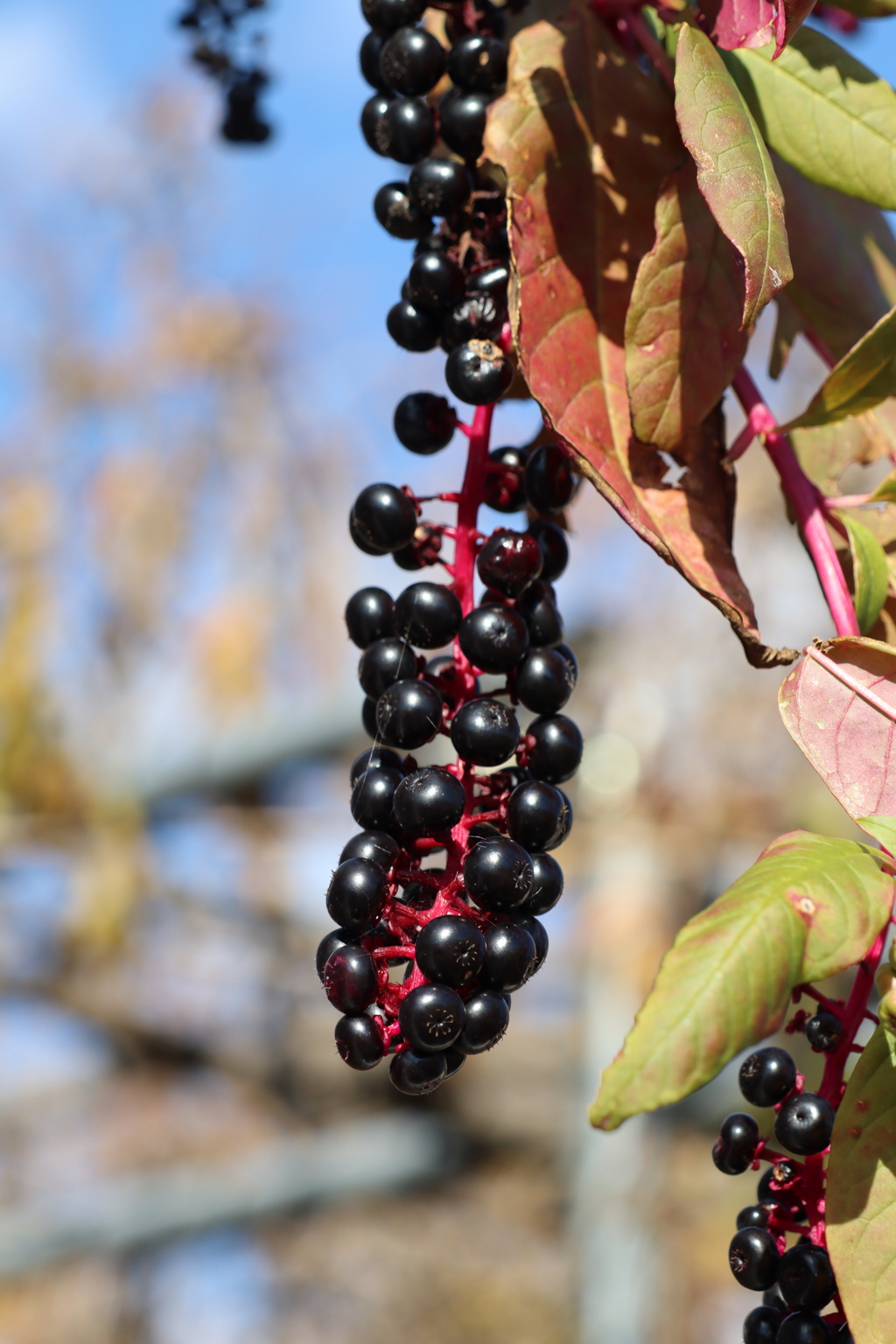 葡萄じゃないよ
