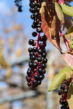 葡萄じゃないよ