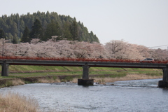 桜並木遠景