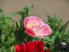 それぞれのポピーそれぞれのポピー