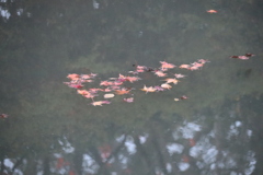水辺の秋