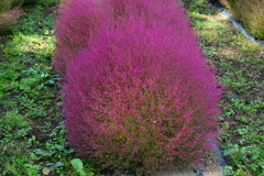 色づいたコキア