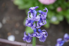 桜並木の傍らで