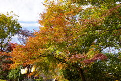 桜山公園紅葉
