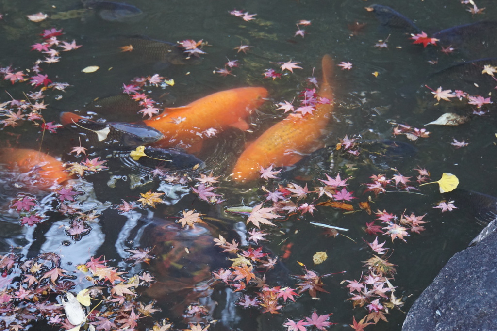 紅葉と錦鯉