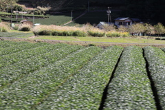 川根茶畑