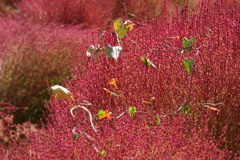 コキアに負けるな