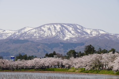 桜に雪山
