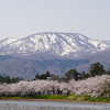 桜に雪山