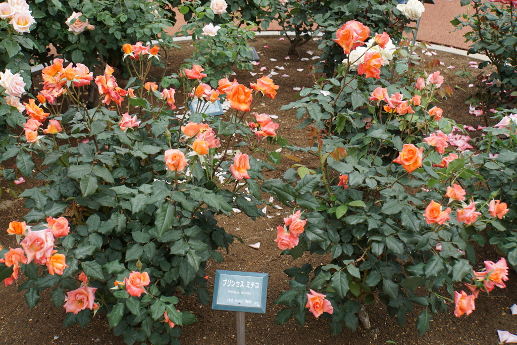 プリンセスみちこ