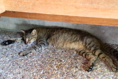御誕生寺の猫