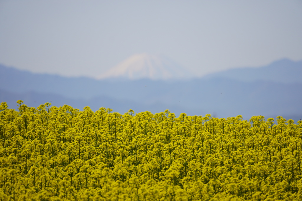 菜の花畑から富士山