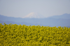 菜の花畑から富士山